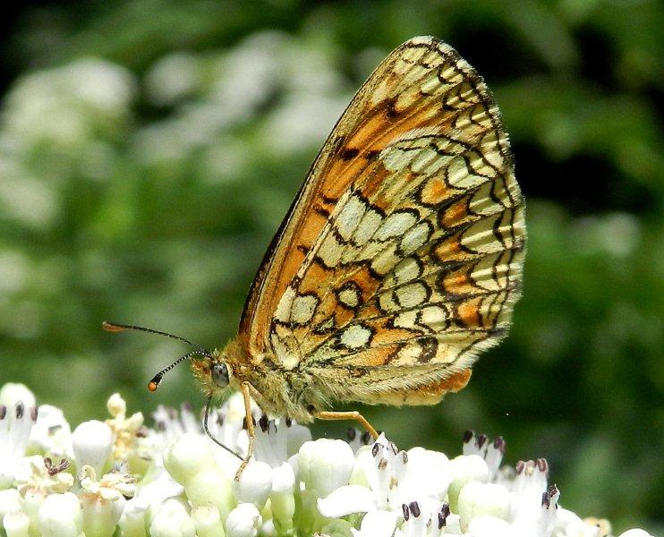 Melitaea athalia?